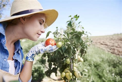 Guia Completo de Soluções Naturais Receitas de Biopesticidas Caseiros