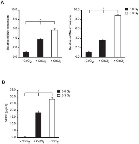 Low Dose IR Enhances Hypoxia Induced VEGF Expression Cells Were