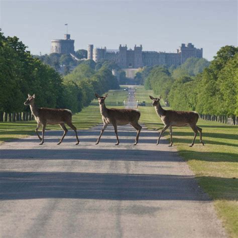 Welcome to Windsor Great Park