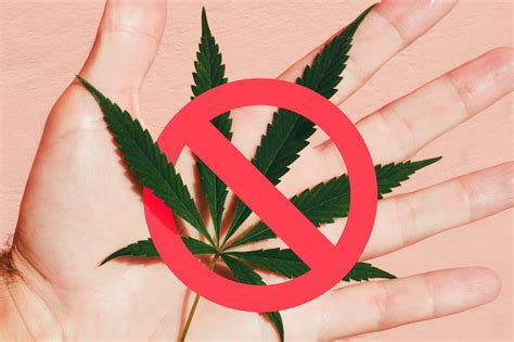 Cannabis Pflanze Wirkung And Legalisierung In Deutschland Vaay Vaay