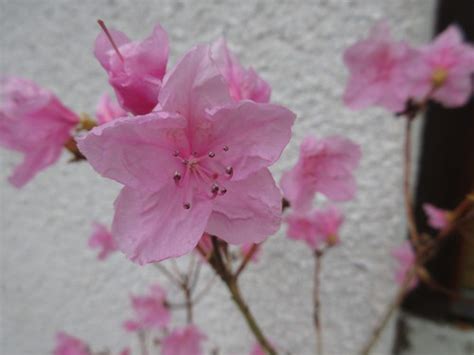 RHODODENDRON MUCRONULATUM CORNELL PINK 03 03 2024 14 33 33 Flickr