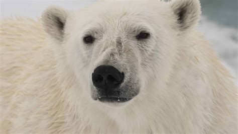 Discover the Largest Polar Bear Ever Recorded - A-Z Animals