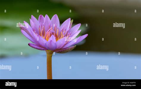 Nil Manel Nymphaea Stellata Blue Water Lily Flower Stock Photo Alamy