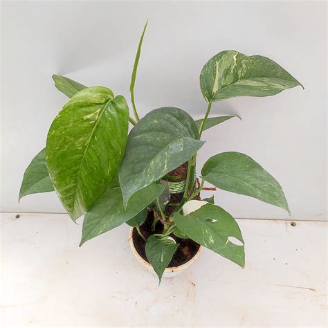 Epipremnum Pinnatum Albo Variegata With Moss Stick NurseryBuy