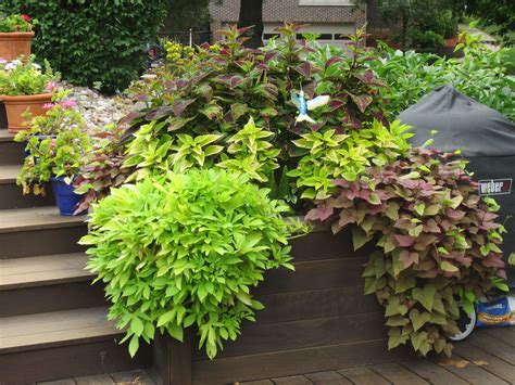 Sweet Potato Vine Potato Vines