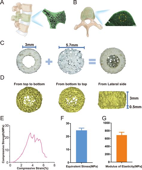 Characterization Of The Decellularized Bone Matrix Dbm Constructs A