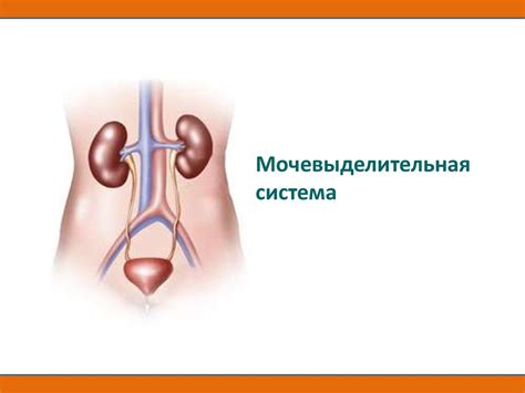 Мочевыделительная система - online presentation