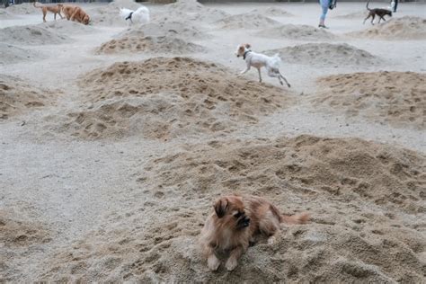 Ev Grieve Beach Day At The Tompkins Square Park Dog Run