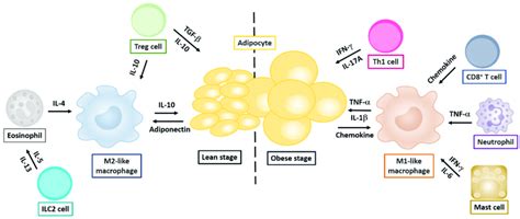 Cytokine Modulated Regulation Of Adipose Tissues By Innate And Adaptive Download Scientific