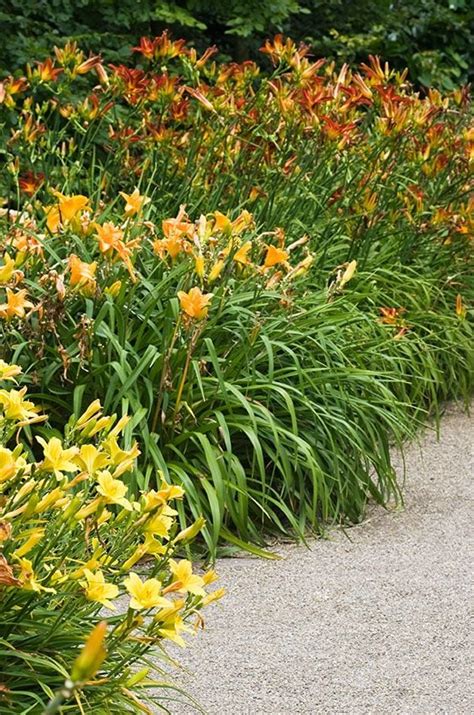 Claves para cultivar el hemerocallis y llenar el jardín de color Foto 4