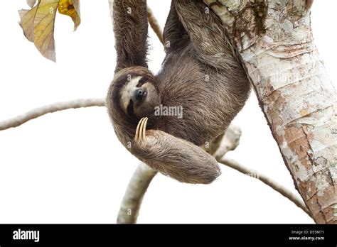 Panama Wildlife With A Three Toed Sloth Bradypus Variegatus In A