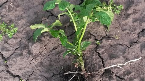 Registran Por Primera Vez El Sonido De Las Plantas Por Qué El Hallazgo