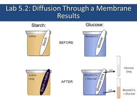 Lab 5 2 Diffusion Through A Membrane Results Ppt Video Online Download