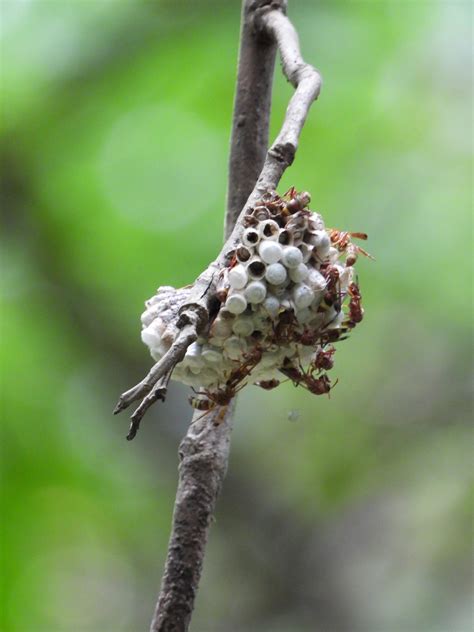 hornet nest - PixaHive