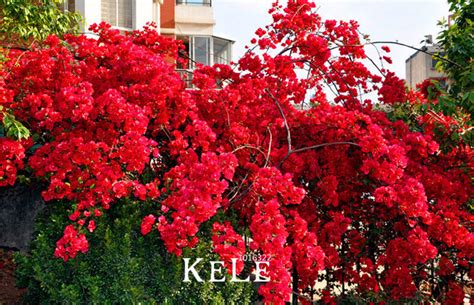 Red Bougainvillea Spectabilis Seeds Plant Seeds Bougainvillea Flower Seeds - Perennial Seeds