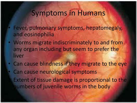 PPT - Toxocara canis PowerPoint Presentation, free download - ID:2374457