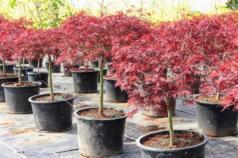 Acer Palmatum Red Dragon Japanese Maple Conifer Kingdom