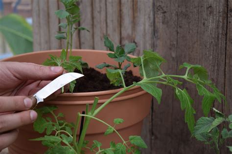 Tomoffel Tomaten Auf Kartoffeln Veredeln Video Anleitung Plantura