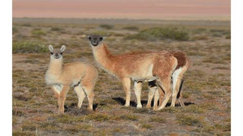 Salta Cu Nto Sale La Entrada Al Parque Nacional Los Cardones