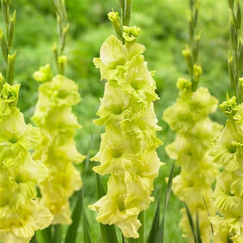 Gladiolus Large Flowering Green Star 15 Corms Longfield Gardens