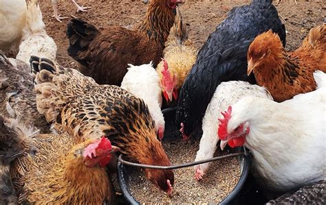 Яйценоскость кур-несушек: особенности, способы улучшения