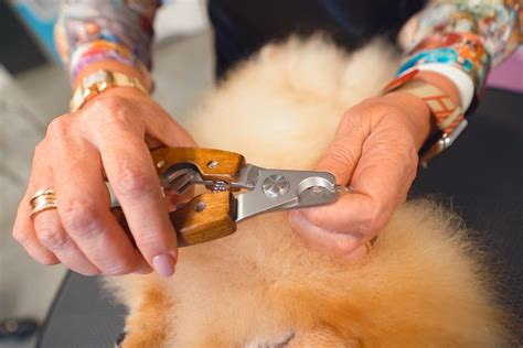 How To Cut A Dogs Nails 10 Steps Of Nail Trimming From A Pro Groomer