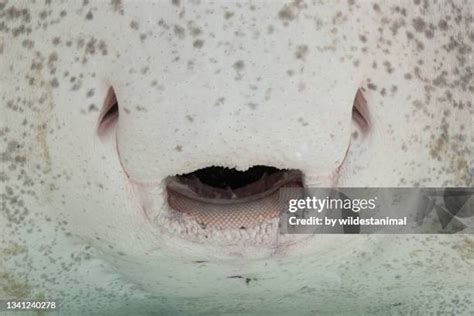 Stingray Teeth Photos and Premium High Res Pictures - Getty Images