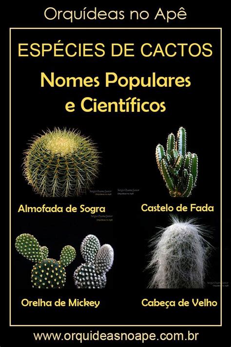 Espécies De Cactos Nomes Populares E Científicos Especies De Cactos Cactos E Suculentas Cactos