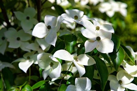 Kousa Japanese Flowering Dogwood Tree