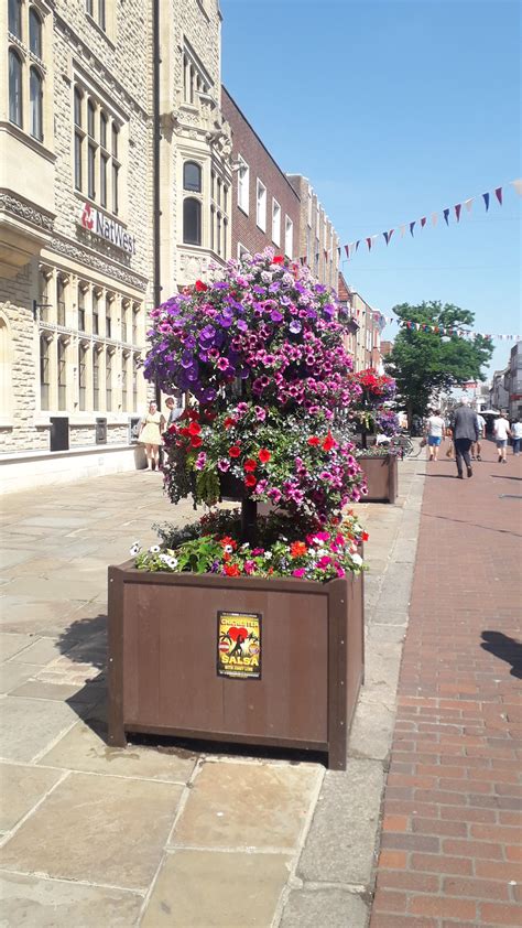 Flowers Plants Trees In Chichester Flickr