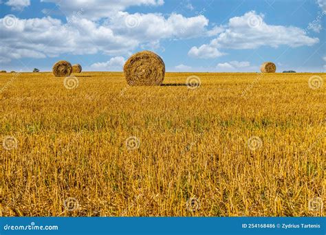 Agriculture Field After Harvest With Large Bales Of Hay In A Wheat