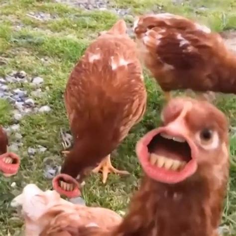 Funny Chicken Videos 2019 : Basic chickens | funny chicken video ...