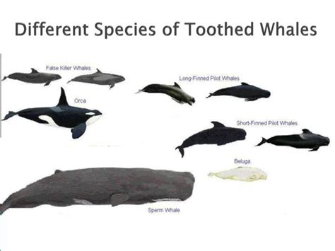 PPT - Toothed Whales PowerPoint Presentation - ID:4870359