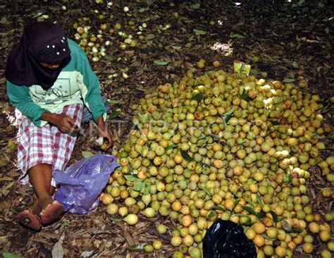 Buah Pala Antara Foto