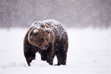 Why Don't Bears' Muscles Atrophy During Hibernation?