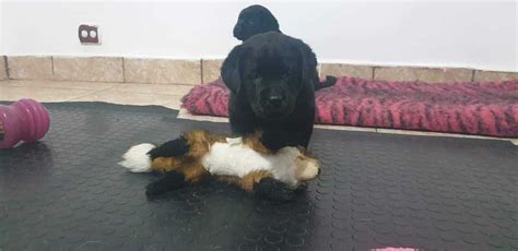 Labrador Retriever Cu Pedigree Bucuresti Sectorul 1 OLX Ro