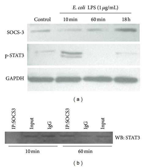 SOCS3 Expression Correlates With Severity Of Inflammation Expression