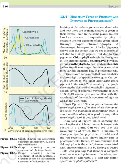 NCERT Book Class 11 Biology Chapter 13 Photosynthesis In Higher Plants