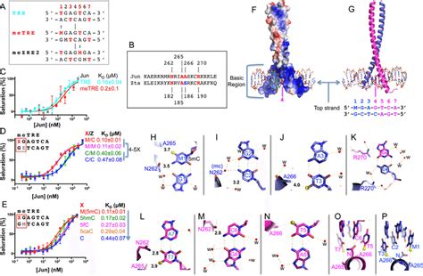 Junjun Metre Interactions A Aligned Dna Sequence Elements Of Tre