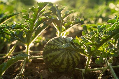 8 Watermelon Growth Stages: Seed to Plate + Growing Tips