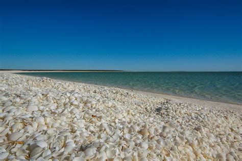 Shark Bay Western Australia Zaliv Ajkula Zapadna Australija Myrela