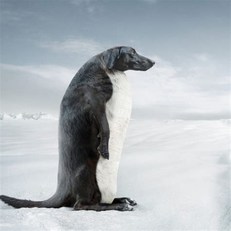 Hilarious Pet Penguins Photoshop Pics - Barnorama