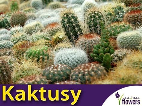 Kaktusy Cactus Spp Nasiona Sklep Ogrodniczy Plumeria