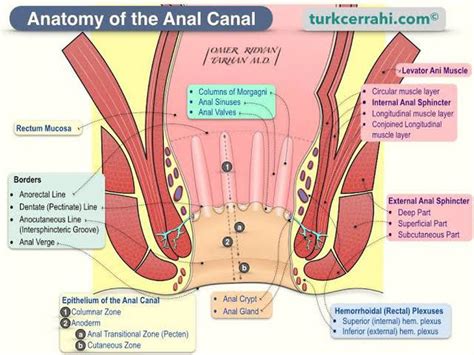 Anatomy Of Anal Canal MEDizzy