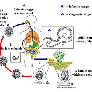 (contd.). Prevalence of Ascaris suum infections in swine | Download ...