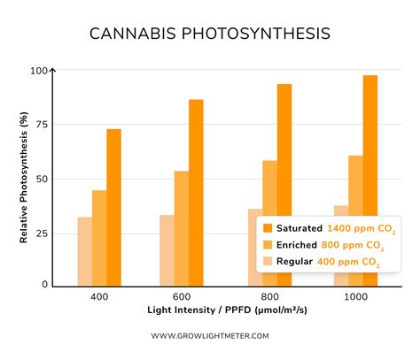 Cannabis DLI For Your Full Grow Cycle