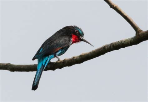 Purpurspint Black Bee Eater Merops Gularis Ngid201235 Flickr