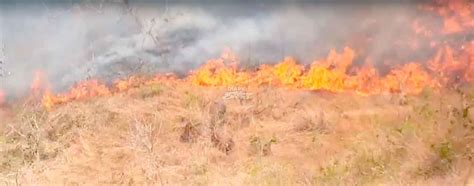 Diario Extra Incendios Forestales Arrasan 1460 Hectáreas En Un Mes