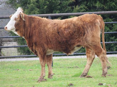 5 Purebred Bred Heifers Braford Tigerstripe For Sale In Klondike