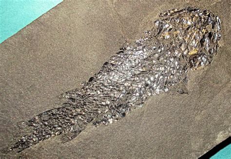 Beautiful 15.5cm Osteolepis macrolepidotus: Middle Devonian, Orkney, UK